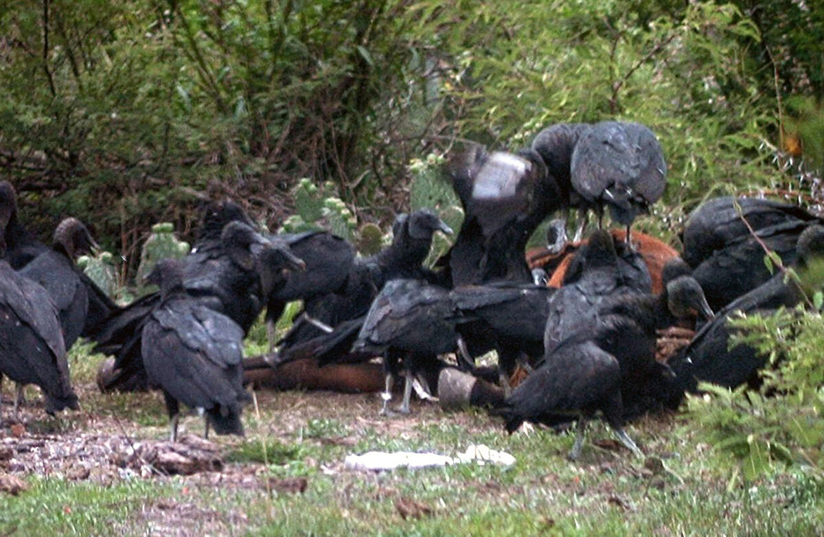Black vultures